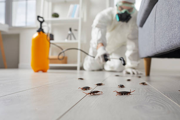 Commercial Rodent Management in Townsend